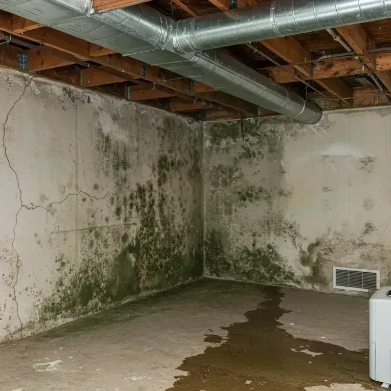 Professional Mold Removal in Buckner, MO